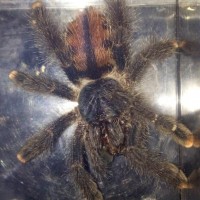 Avicularia sp... Minatrix? Other?