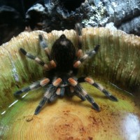 B. smithi