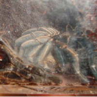 Haplopelma albostriatum?