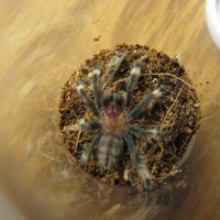 P. Irminia