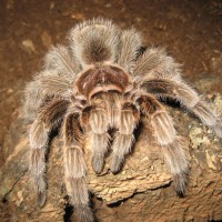 grammostola rosea