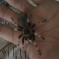 Baby Brachypelma smithi