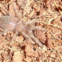 Brachypelma albopilosum