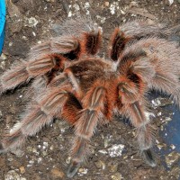 RCF Grammostola rosea Female