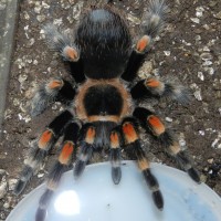 Brachypelma smithi female