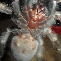 B. Smithi