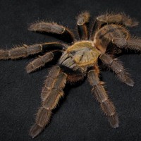 Haplopelma schmidti：♀