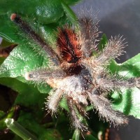 Avicularia azuraklaasi (sexed female)