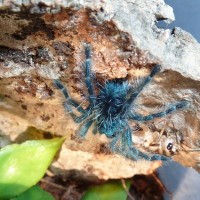 Avicularia versicolor sling