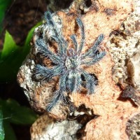 Avicularia diversipes sling