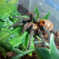 Chromatopelma cyaneopubescens