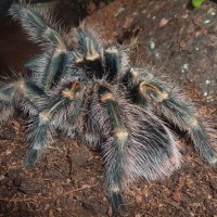 Grammostola pulchripes (Chaco Golden Knee)