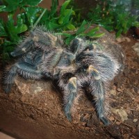 Grammostola pulchripes (Chaco Golden Knee)