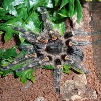 Grammostola pulchripes (Chaco Golden Knee)