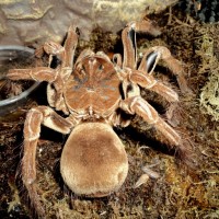 theraphosa blondi ?