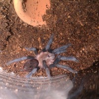 brachypelma vagans?