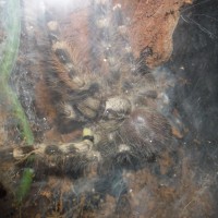 ezio my p. regalis