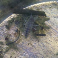 aquatic isopods