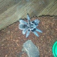 Nyia brachypelma albopilosum