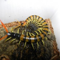 scolopendra heros arizonensis - banded