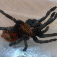 GBB Juvi post molt blue legs