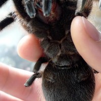 Brachypelma albopolosum (99.99% female)