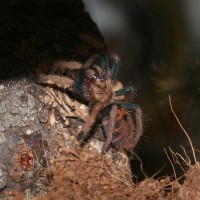 GBB