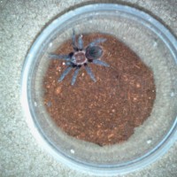 b. albopilosum curly hair