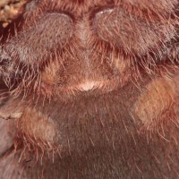 Acanthoscurria brocklehursti