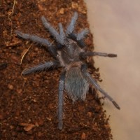 Lasiodora parahybana - Juvenile