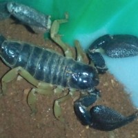 Scorpions Unidentified plzz help