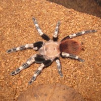 N. chromatus