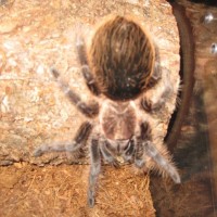 B. albopilosum