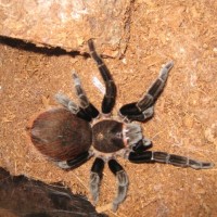 B. vagans