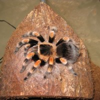 B. smithi