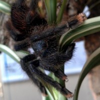 A. avicularia