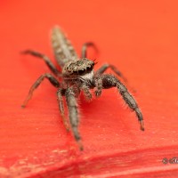 Mendoza canestrinii male jumping spider
