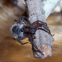 Varacosa (Lycosidae) With Newborns