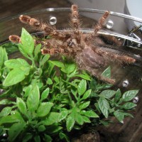 Poecilotheria striata