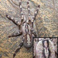 Poecilotheria what?