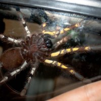 Poecilotheria what ? underside