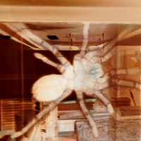Rosie roommate