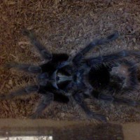 G.Grossa