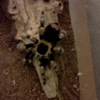 B smithi