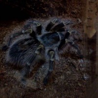 G.pulchripes