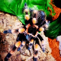 b. smithi