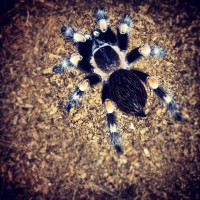 b. smithi