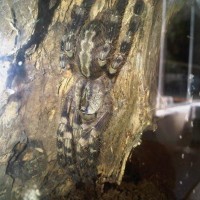 Poecilotheria Fasciata