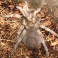 Lasiodora Trinitatis