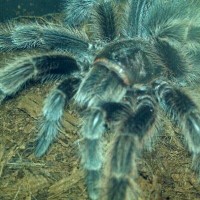 Grammostola rosea